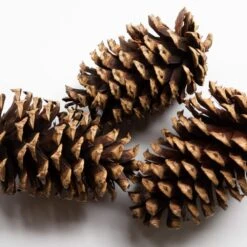 Cinnamon Scented Pinecone Bag (2-Pack) -Northlight Shop bindle brass fresh christmas plants bb35 100415 c3 1000