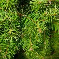 Fresh Cut Real Christmas Tree Douglas Fir 4/5 -Northlight Shop busco llc real christmas trees ici douglas fir 4 5 1f 1000