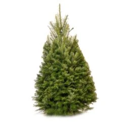 Fresh Cut Real Christmas Tree Douglas Fir 4/5