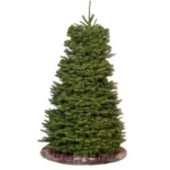 5.6 Ft. Fresh Cut Real Christmas Tree Noble Fir