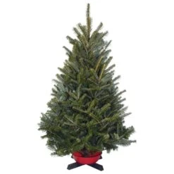 2.5/3.5 Ft. ICI Fresh Cut Table Top Noble Fir Christmas Tree, W/STAND
