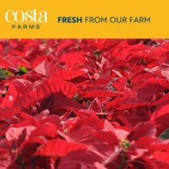 Fresh Live Holiday Poinsettia Indoor Plant In 6 In. Gold Decor Pot, Avg. Shipping Height 1-2 Ft. Tall -Northlight Shop costa farms fresh christmas plants co 6poin 3 tori 44 1000