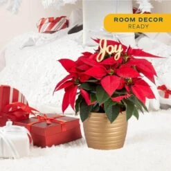 Fresh Live Holiday Poinsettia Indoor Plant In 6 In. Gold Decor Pot, Avg. Shipping Height 1-2 Ft. Tall -Northlight Shop costa farms fresh christmas plants co 6poin 3 tori 4f 1000