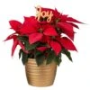 Fresh Live Holiday Poinsettia Indoor Plant In 6 In. Gold Decor Pot, Avg. Shipping Height 1-2 Ft. Tall -Northlight Shop costa farms fresh christmas plants co 6poin 3 tori 64 1000