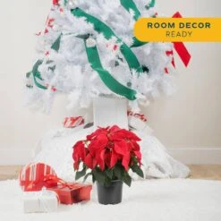 6 In. Holiday Live Indoor Poinsettia In Grow Pot (2-Pack) -Northlight Shop costa farms fresh christmas plants m poi w pot 02 1f 1000