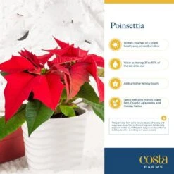 6 In. Holiday Live Indoor Poinsettia In Grow Pot (2-Pack) -Northlight Shop costa farms fresh christmas plants m poi w pot 02 31 1000
