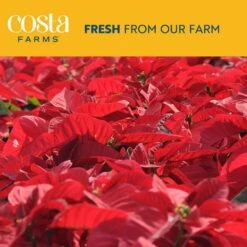 6 In. Holiday Live Indoor Poinsettia In Grow Pot (2-Pack) -Northlight Shop costa farms fresh christmas plants m poi w pot 02 44 1000