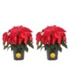6 In. Holiday Live Indoor Poinsettia In Grow Pot (2-Pack) 3 6 In. Holiday Live Indoor Poinsettia In Grow Pot (2-Pack) -Northlight Shop costa farms fresh christmas plants m poi w pot 02 64 1000