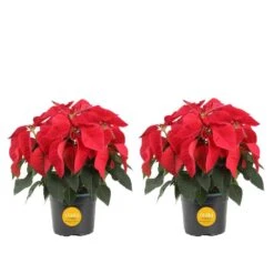 6 In. Holiday Live Indoor Poinsettia In Grow Pot (2-Pack)