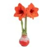 Blooming Holiday Amaryllis Bulb In 4 In. Red Snow Holiday Wax -Northlight Shop costa farms fresh christmas plants s ama b red 01 64 1000