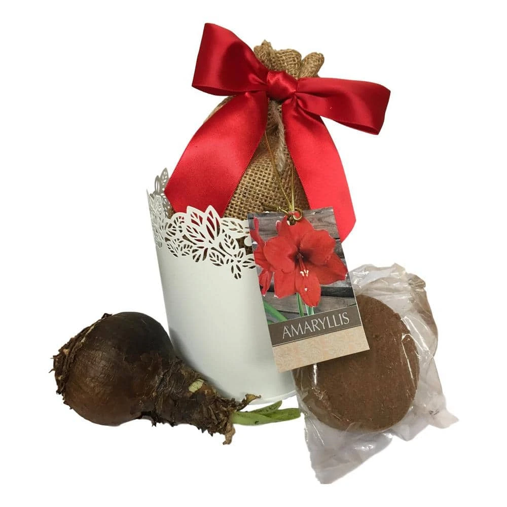 Red Lion Amaryllis Bulb White Tin Planting Kit 1 Red Lion Amaryllis Bulb White Tin Planting Kit