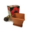 Red Lion Amaryllis Holiday Planting Box Kit 2 Red Lion Amaryllis Holiday Planting Box Kit -Northlight Shop daylily nursery fresh christmas plants 36544893 64 1000