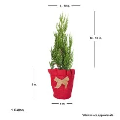 2.5 Qt. Holiday Blue Point Juniper Living Christmas Tree With Burlap Wrap 10 2.5 Qt. Holiday Blue Point Juniper Living Christmas Tree With Burlap Wrap -Northlight Shop fresh christmas plants 3373dp7 4f 1000