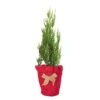 2.5 Qt. Holiday Blue Point Juniper Living Christmas Tree With Burlap Wrap -Northlight Shop fresh christmas plants 3373dp7 64 1000