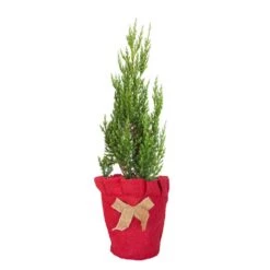 2.5 Qt. Holiday Blue Point Juniper Living Christmas Tree With Burlap Wrap