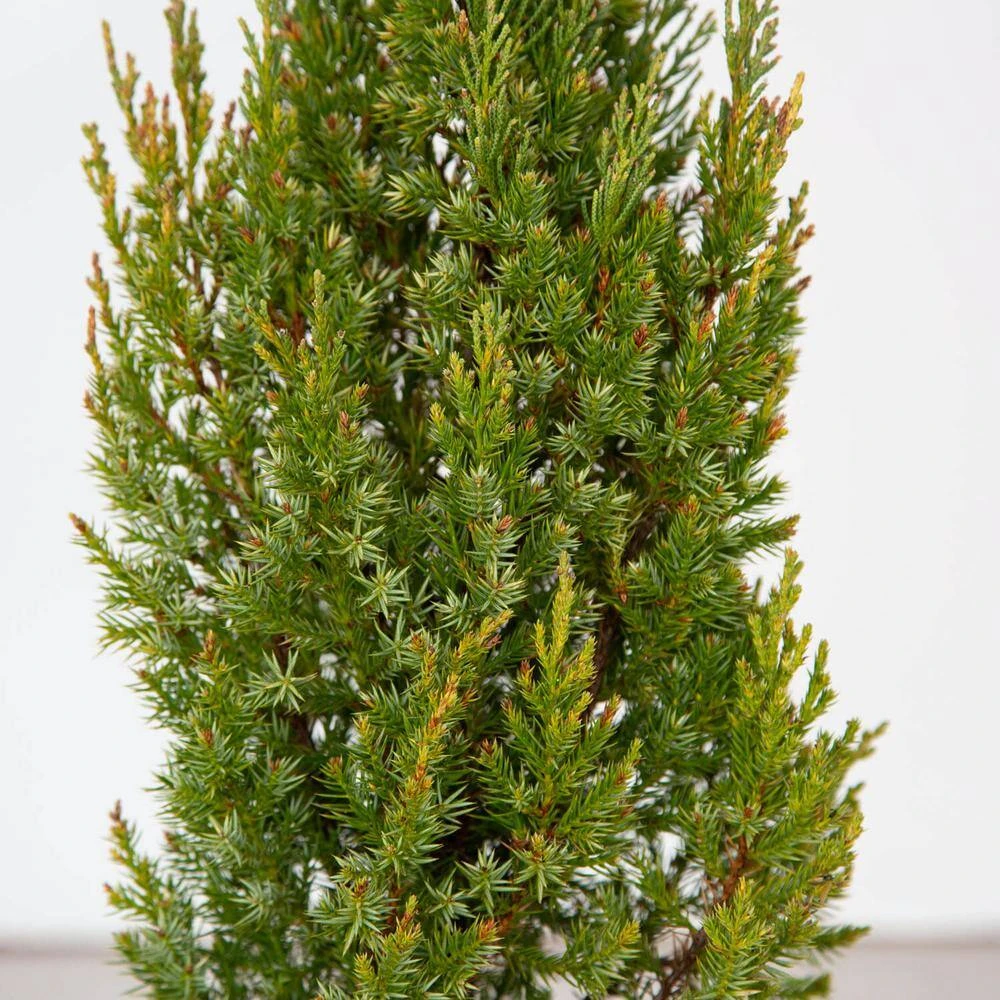 2.5 Qt. Holiday Blue Point Juniper Living Christmas Tree With Burlap Wrap 3 2.5 Qt. Holiday Blue Point Juniper Living Christmas Tree With Burlap Wrap - Image 3