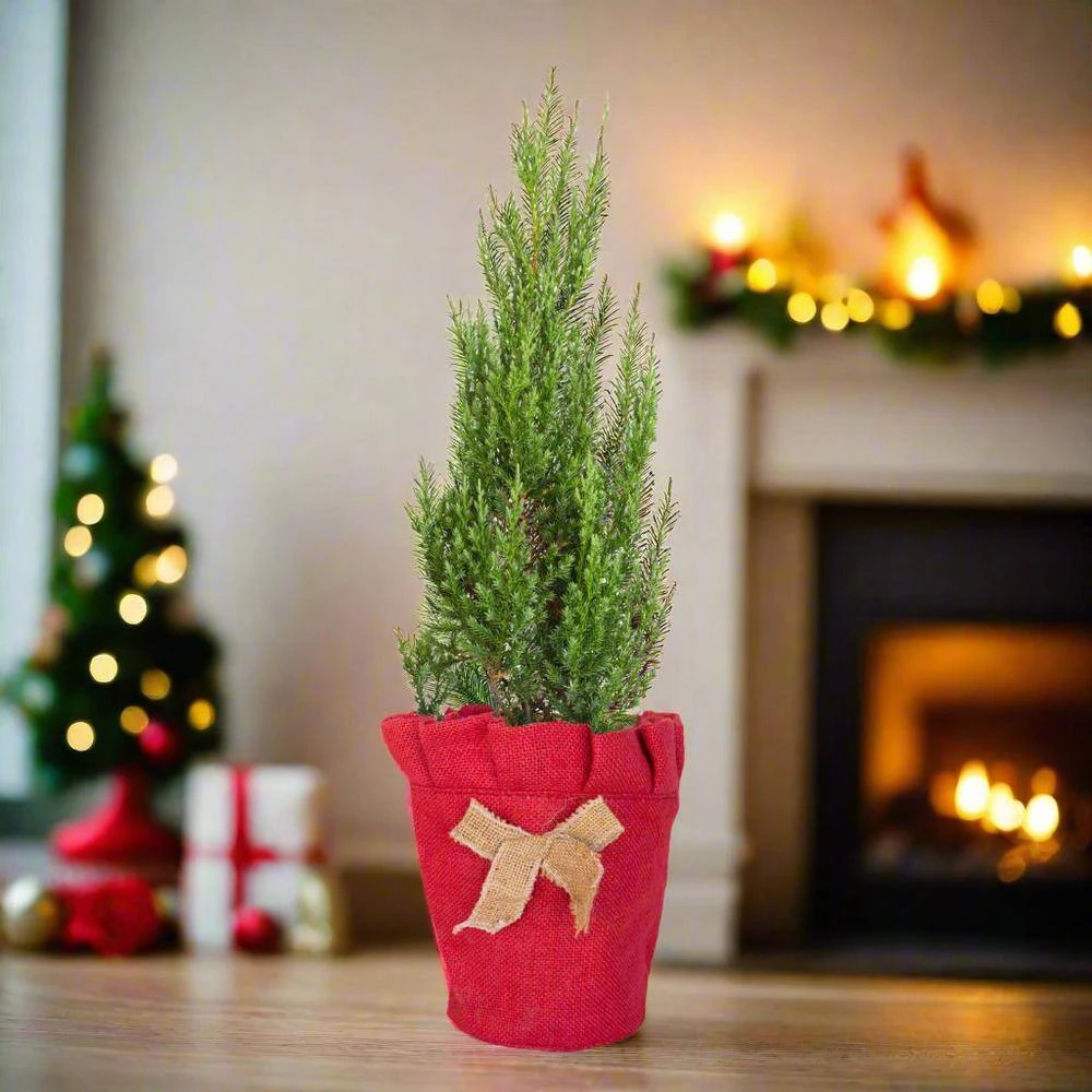 2.5 Qt. Holiday Blue Point Juniper Living Christmas Tree With Burlap Wrap 2 2.5 Qt. Holiday Blue Point Juniper Living Christmas Tree With Burlap Wrap - Image 2