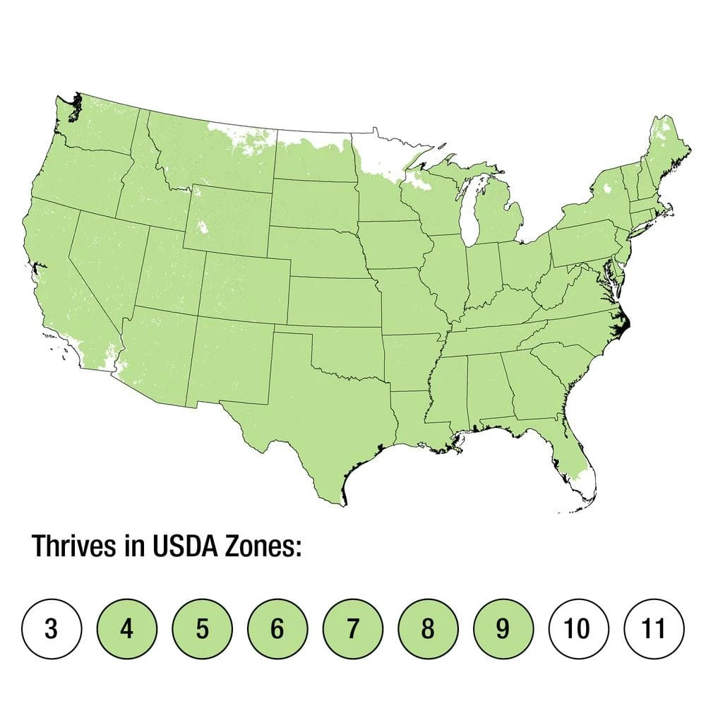 2.5 Qt. Holiday Blue Point Juniper Living Christmas Tree With Burlap Wrap 7 2.5 Qt. Holiday Blue Point Juniper Living Christmas Tree With Burlap Wrap - Image 7