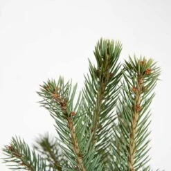 2.5 Qt. Holiday Baby Blue Colorado Spruce Living Christmas Tree With Burlap Wrap -Northlight Shop fresh christmas plants 4722dp7 1f 1000