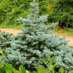 2.5 Qt. Holiday Baby Blue Colorado Spruce Living Christmas Tree With Burlap Wrap -Northlight Shop fresh christmas plants 4722dp7 44 1000