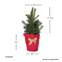 2.5 Qt. Holiday Baby Blue Colorado Spruce Living Christmas Tree With Burlap Wrap -Northlight Shop fresh christmas plants 4722dp7 4f 1000