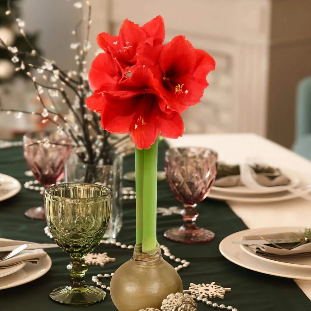 Gold Waxed Red Blooming Giant Amaryllis Bulbs (3-Pack) 5 Gold Waxed Red Blooming Giant Amaryllis Bulbs (3-Pack) - Image 5