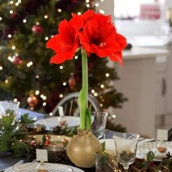 Gold Waxed Red Blooming Giant Amaryllis Bulbs (3-Pack) 19 Gold Waxed Red Blooming Giant Amaryllis Bulbs (3-Pack) -Northlight Shop fresh christmas plants hd9022 31 1000