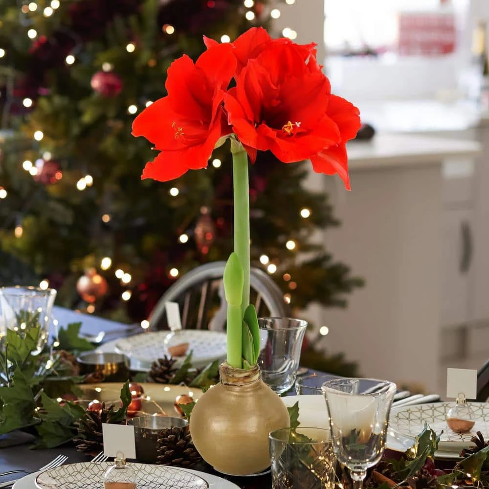 Gold Waxed Red Blooming Giant Amaryllis Bulbs (3-Pack) 10 Gold Waxed Red Blooming Giant Amaryllis Bulbs (3-Pack) - Image 10
