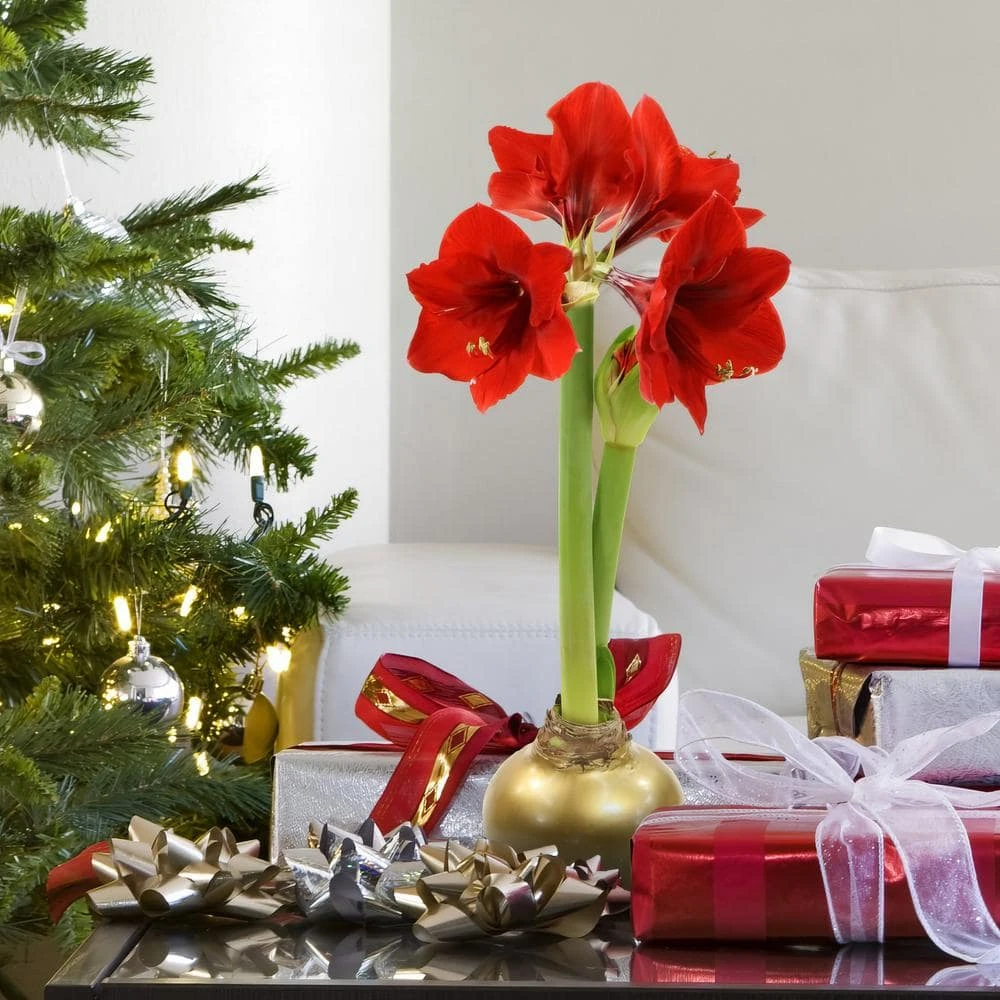 Gold Waxed Red Blooming Giant Amaryllis Bulbs (3-Pack) 6 Gold Waxed Red Blooming Giant Amaryllis Bulbs (3-Pack) - Image 6