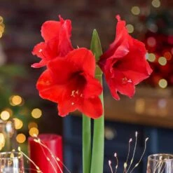 Gold Waxed Red Blooming Giant Amaryllis Bulbs (3-Pack) 13 Gold Waxed Red Blooming Giant Amaryllis Bulbs (3-Pack) -Northlight Shop fresh christmas plants hd9022 4f 1000