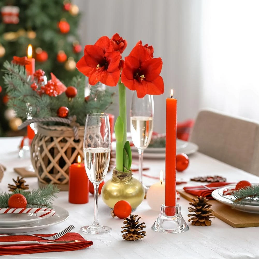 Gold Waxed Red Blooming Giant Amaryllis Bulbs (3-Pack) 1 Gold Waxed Red Blooming Giant Amaryllis Bulbs (3-Pack)