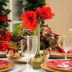 Gold Waxed Red Blooming Giant Amaryllis Bulbs (3-Pack) 17 Gold Waxed Red Blooming Giant Amaryllis Bulbs (3-Pack) -Northlight Shop fresh christmas plants hd9022 76 1000