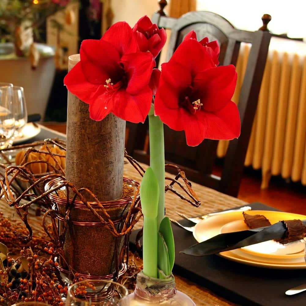 Gold Waxed Red Blooming Giant Amaryllis Bulbs (3-Pack) 3 Gold Waxed Red Blooming Giant Amaryllis Bulbs (3-Pack) - Image 3