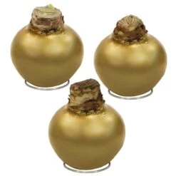 Gold Waxed Red Blooming Giant Amaryllis Bulbs (3-Pack) 18 Gold Waxed Red Blooming Giant Amaryllis Bulbs (3-Pack) -Northlight Shop fresh christmas plants hd9022 d4 1000
