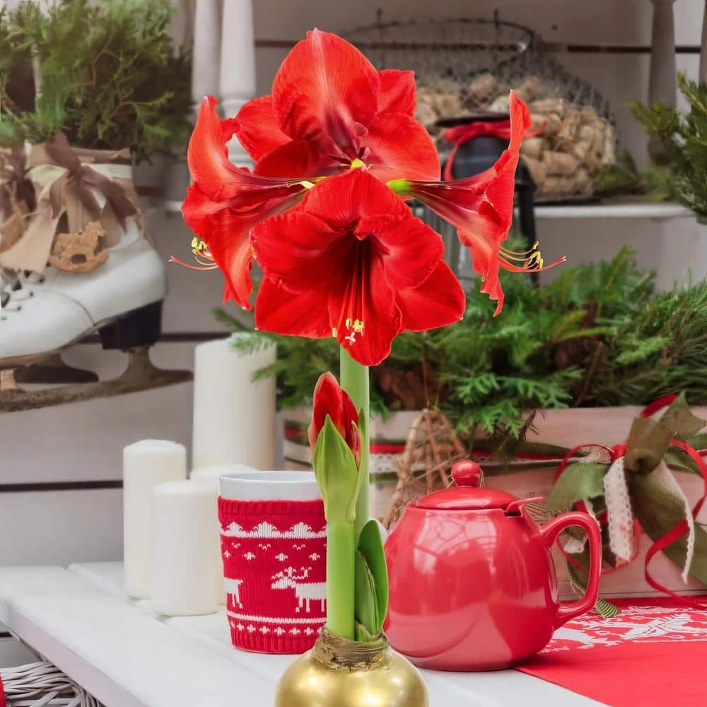 Gold Waxed Red Blooming Giant Amaryllis Bulbs (3-Pack) 2 Gold Waxed Red Blooming Giant Amaryllis Bulbs (3-Pack) - Image 2
