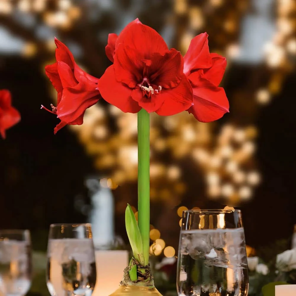 Gold Waxed Red Blooming Giant Amaryllis Bulbs (3-Pack) 7 Gold Waxed Red Blooming Giant Amaryllis Bulbs (3-Pack) - Image 7