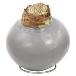 Silver Waxed Red Blooming Giant Amaryllis Bulbs (3-Pack)