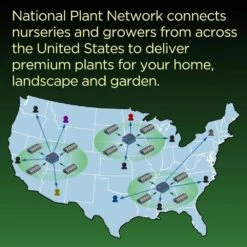 Silver Waxed Red Blooming Giant Amaryllis Bulbs (3-Pack) -Northlight Shop fresh christmas plants hd9024 66 1000