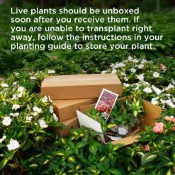 Silver Waxed Red Blooming Giant Amaryllis Bulbs (3-Pack) -Northlight Shop fresh christmas plants hd9024 76 1000