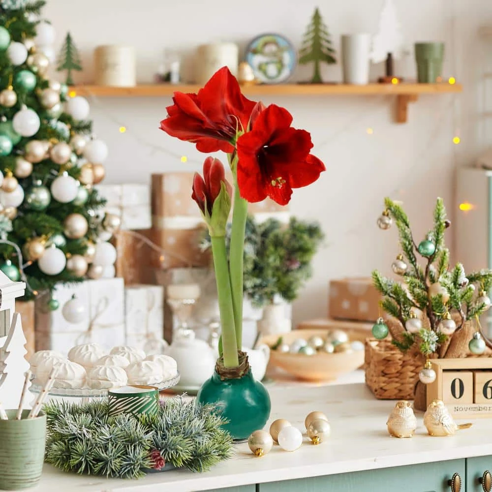 Evergreen Waxed Red Blooming Giant Amaryllis Bulb 12 Evergreen Waxed Red Blooming Giant Amaryllis Bulb - Image 12