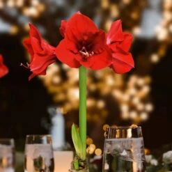 Evergreen Waxed Red Blooming Giant Amaryllis Bulb 14 Evergreen Waxed Red Blooming Giant Amaryllis Bulb -Northlight Shop fresh christmas plants hd9028 40 1000