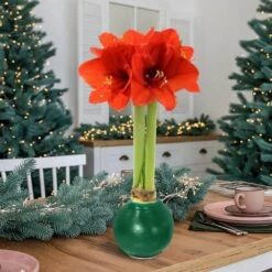 Evergreen Waxed Red Blooming Giant Amaryllis Bulb 19 Evergreen Waxed Red Blooming Giant Amaryllis Bulb -Northlight Shop fresh christmas plants hd9028 44 1000