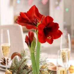 Evergreen Waxed Red Blooming Giant Amaryllis Bulb 17 Evergreen Waxed Red Blooming Giant Amaryllis Bulb -Northlight Shop fresh christmas plants hd9028 4f 1000