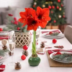 Evergreen Waxed Red Blooming Giant Amaryllis Bulb