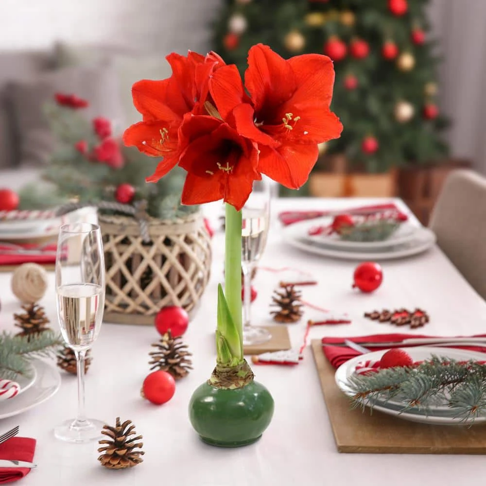 Evergreen Waxed Red Blooming Giant Amaryllis Bulb 1 Evergreen Waxed Red Blooming Giant Amaryllis Bulb