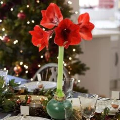 Evergreen Waxed Red Blooming Giant Amaryllis Bulb 15 Evergreen Waxed Red Blooming Giant Amaryllis Bulb -Northlight Shop fresh christmas plants hd9028 66 1000