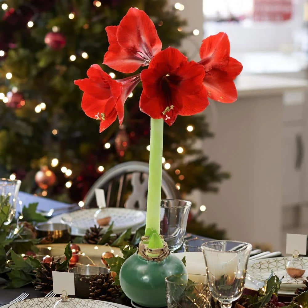 Evergreen Waxed Red Blooming Giant Amaryllis Bulb 4 Evergreen Waxed Red Blooming Giant Amaryllis Bulb - Image 4