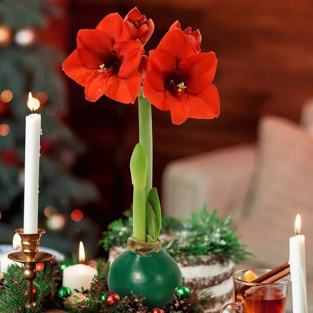 Evergreen Waxed Red Blooming Giant Amaryllis Bulb 10 Evergreen Waxed Red Blooming Giant Amaryllis Bulb - Image 10