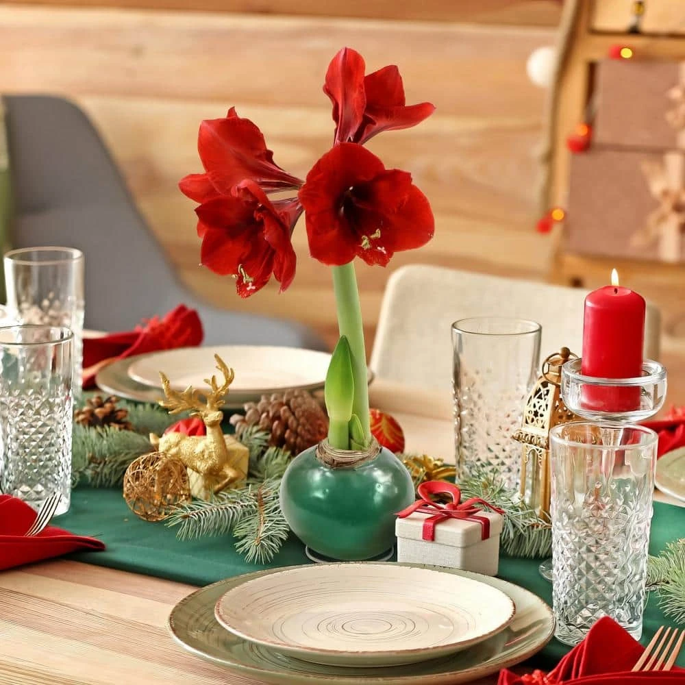 Evergreen Waxed Red Blooming Giant Amaryllis Bulb 5 Evergreen Waxed Red Blooming Giant Amaryllis Bulb - Image 5