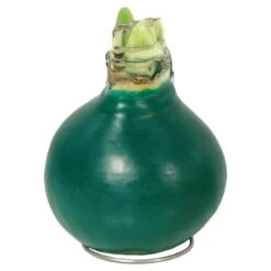 Evergreen Waxed Red Blooming Giant Amaryllis Bulb 22 Evergreen Waxed Red Blooming Giant Amaryllis Bulb -Northlight Shop fresh christmas plants hd9028 d4 1000